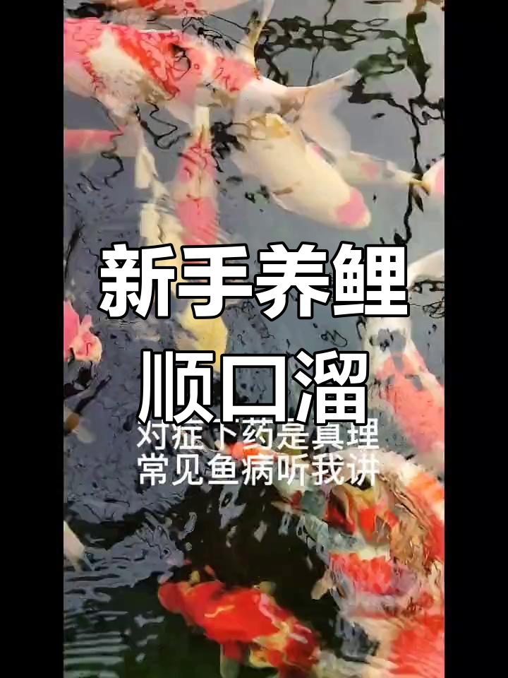 锦鲤新手必知:常见鱼病与应对方法