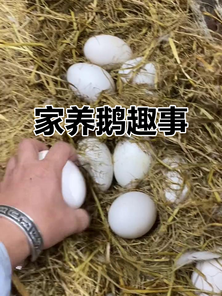 乡村家文哥的鹅养殖日常,趣味十足