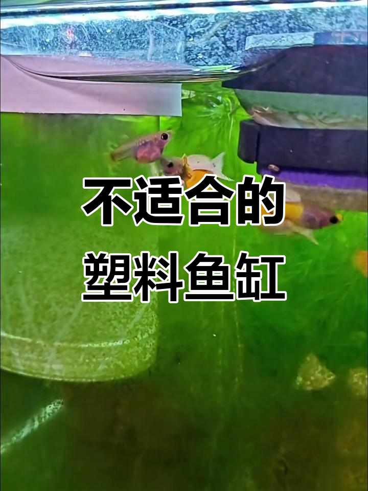 塑料鱼缸不适合养鱼的真相,亚克力才是最佳选择
