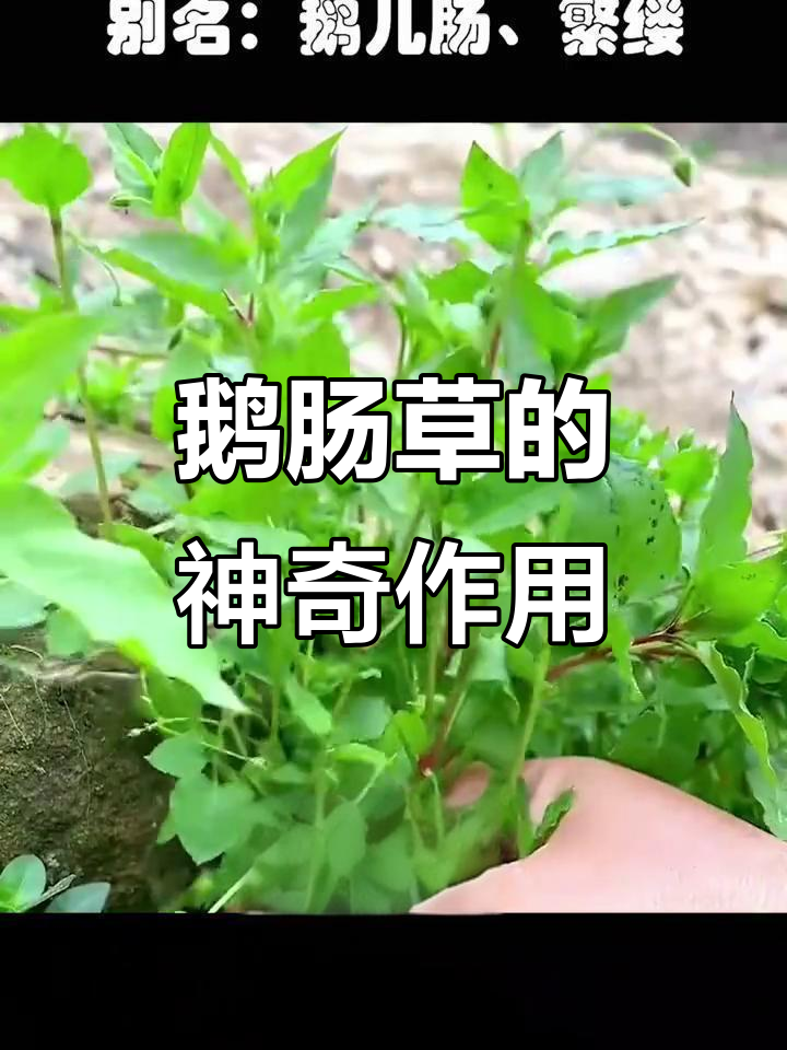 农村常见鹅肠草,竟有这么多妙用!