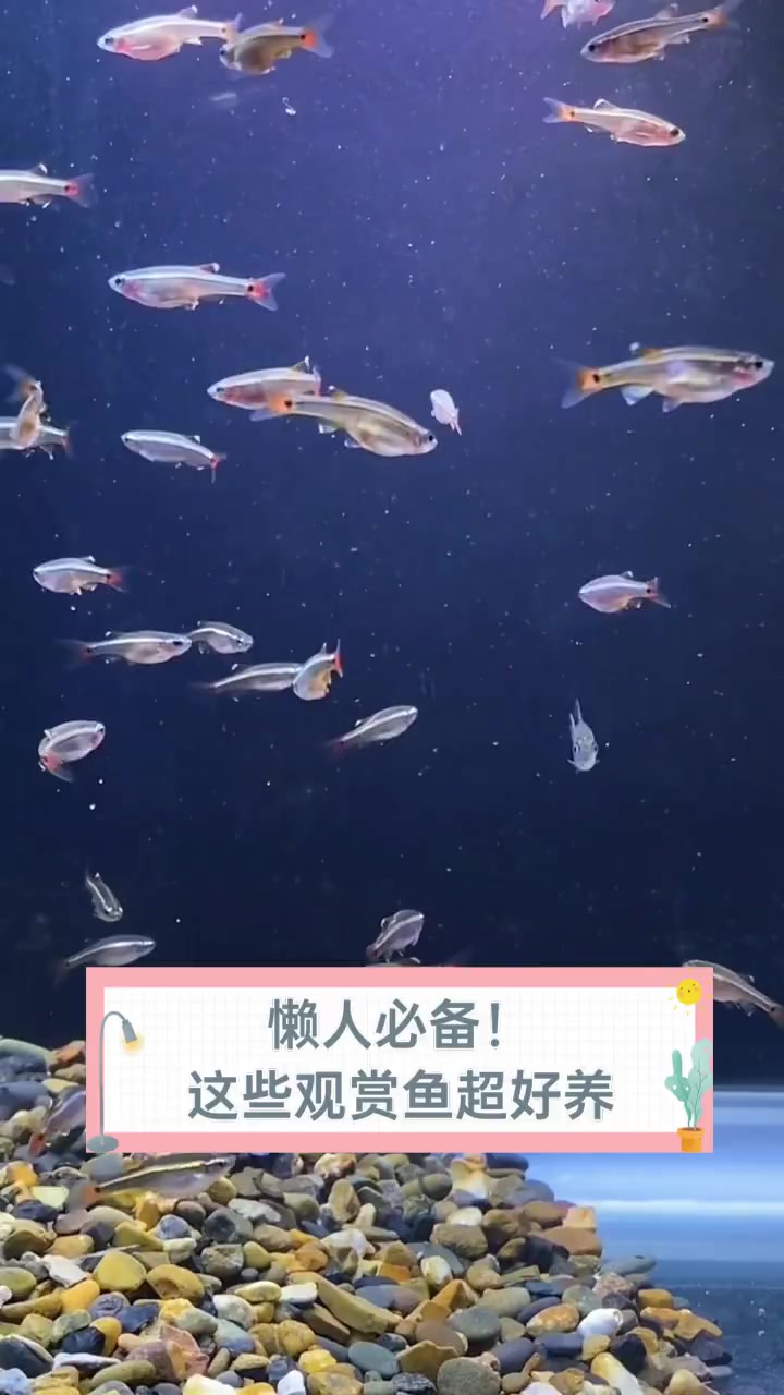 懒人必备!这些观赏鱼超好养