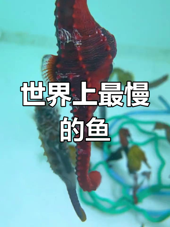 海马:唯一直立游泳的鱼类,速度慢得惊人
