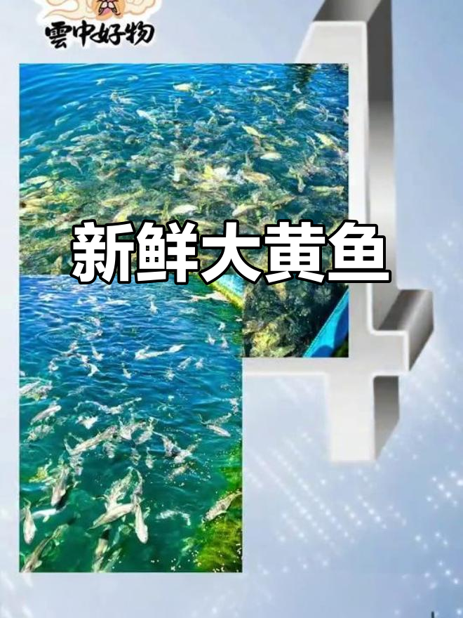 南麂岛大黄鱼,纯净海域捕捞,鲜美紧实,老少皆宜