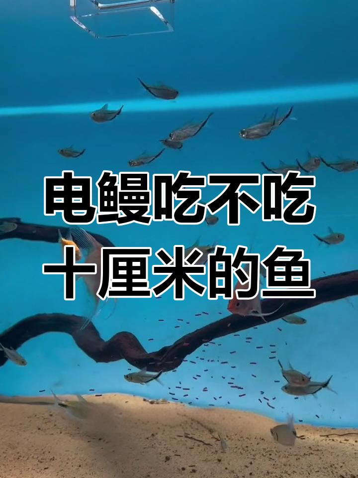 电鳗能否吃掉山根鱼?首次喂食实验揭秘