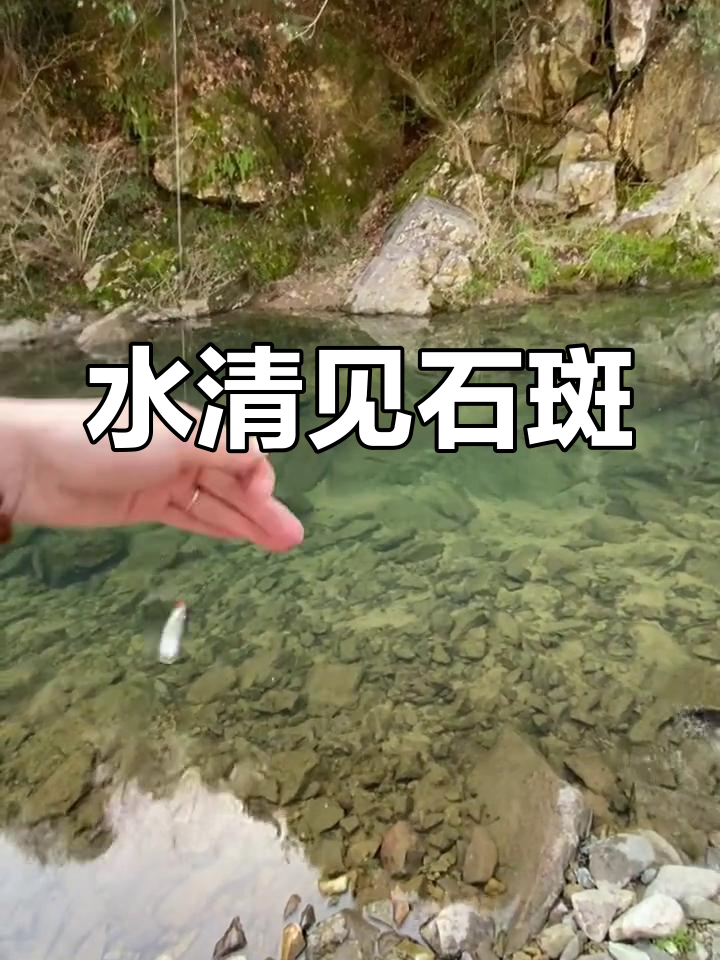 清澈溪流中的石斑鱼