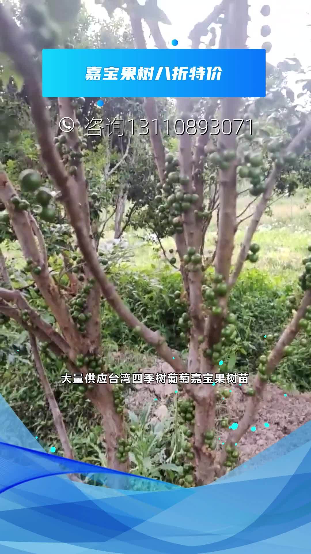 肇庆嘉宝果树4一5年苗价格多少钱一株 东莞嘉宝果树苗出售。东莞嘉宝果种植基地