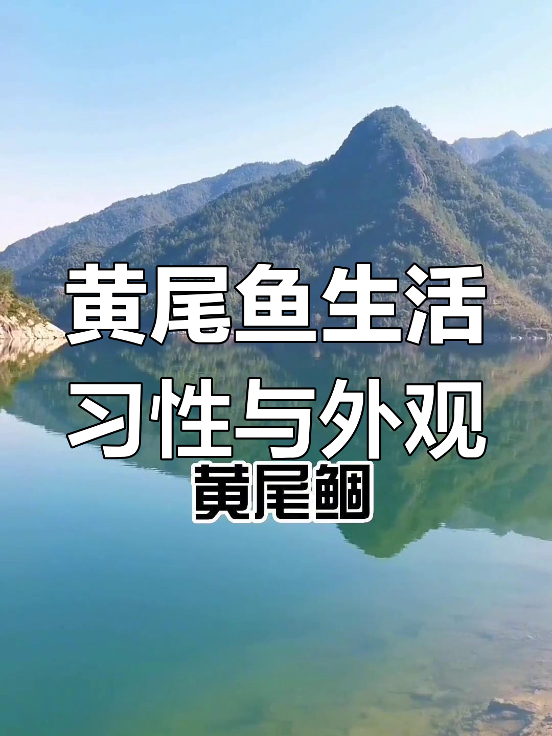 黄尾鱼的习性及特征解析