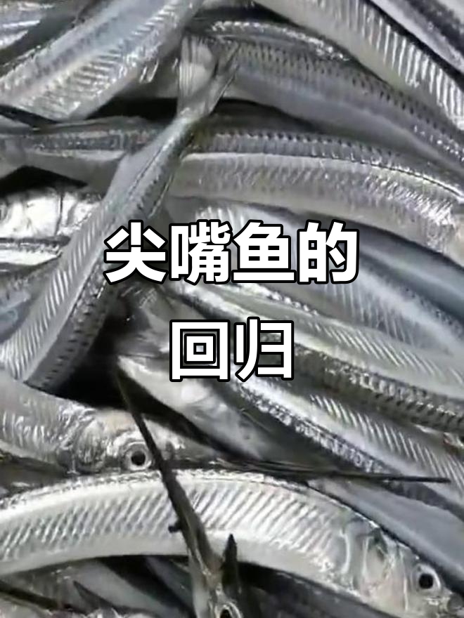尖嘴鱼难得一见,干煎或煲汤都美味,价格32元一斤