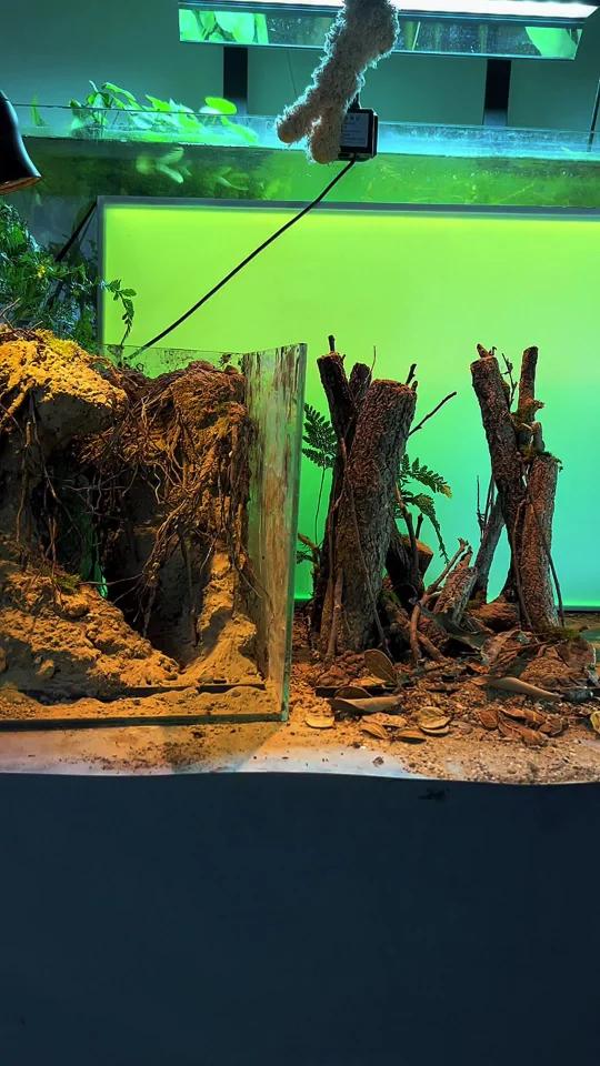 雷龙缸“森林/树桩/洞穴”