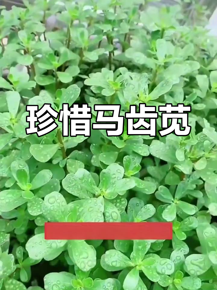 马齿苋:你家乡有吗?晒干做菜,五行俱全
