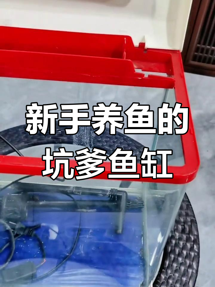 鱼缸避坑指南:圆形、热弯和圆柱形,哪种最不适合新手?