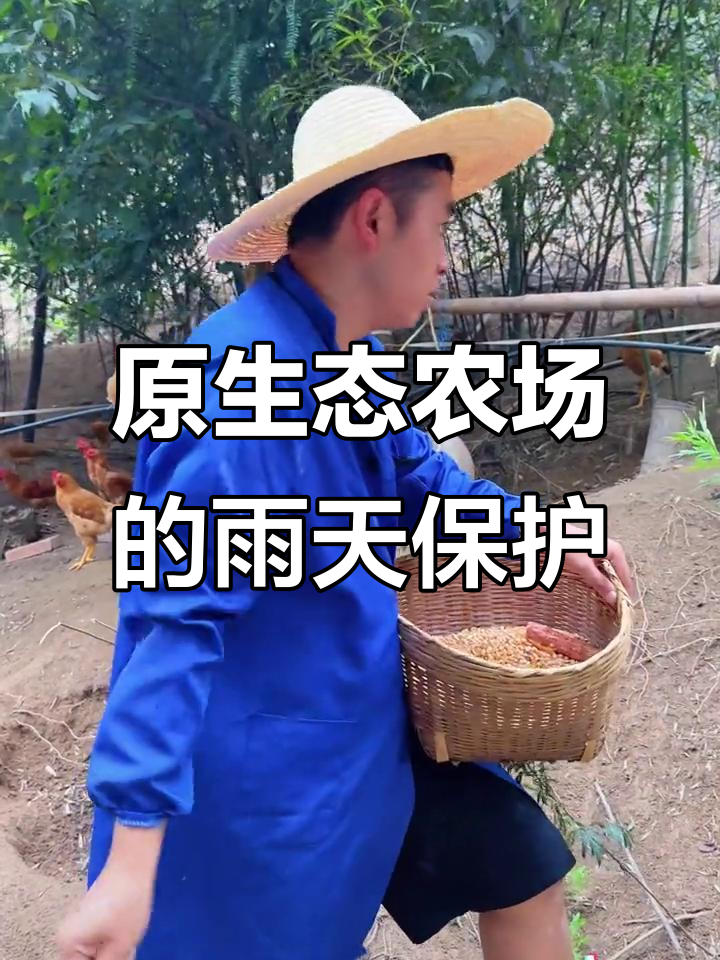 风雨中的鸡棚守护,原生态农场里的英雄小鸡