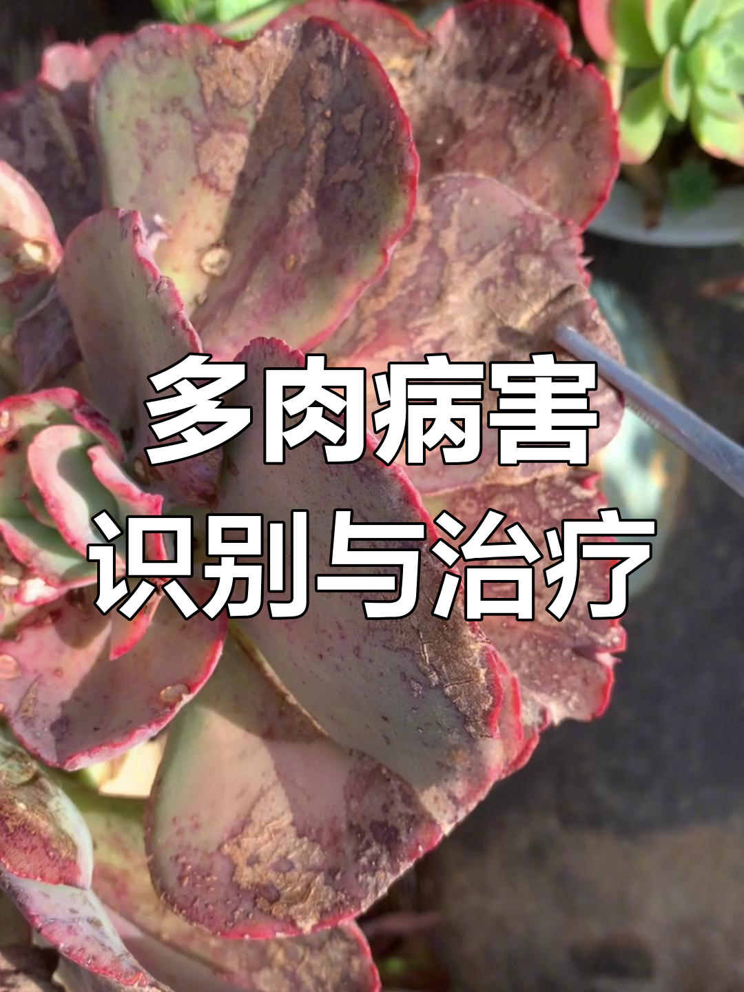 多肉植物常见病害图解与防治方法