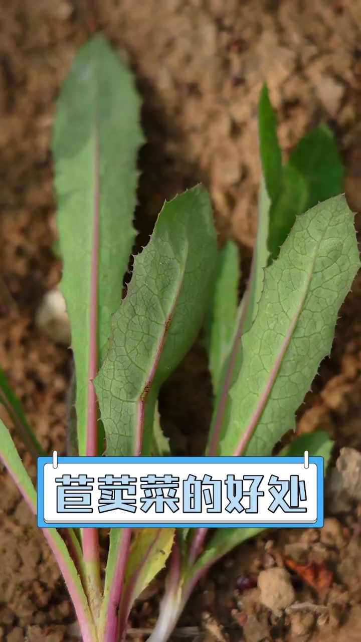 苣荬菜的好处