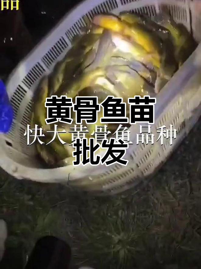 优质黄骨鱼苗,批发供应,各地均有分场