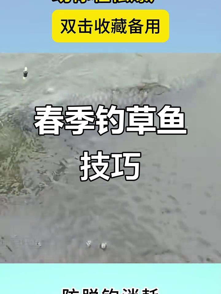 春季钓草鱼技巧大揭秘,轻松爆护全攻略