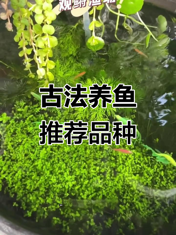 适合古法养鱼的两种小型鱼,轻松照顾无需加温过滤