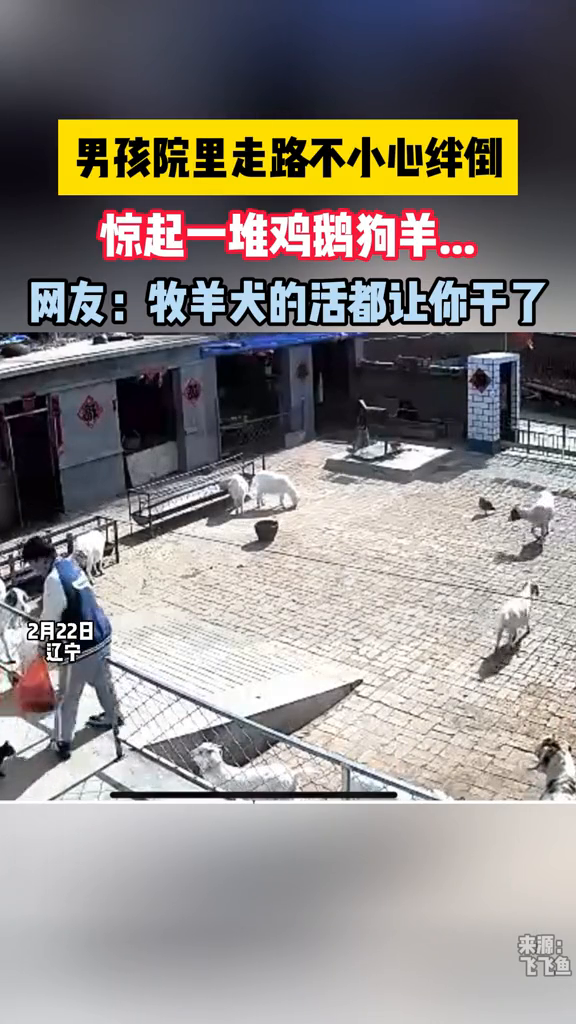 要素太多了!男孩不小心绊倒惊起一堆鸡鹅狗羊……