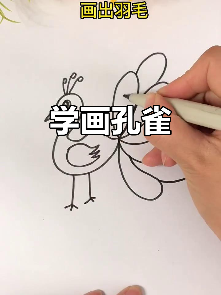 孔雀简笔画,轻松学会画可爱小动物