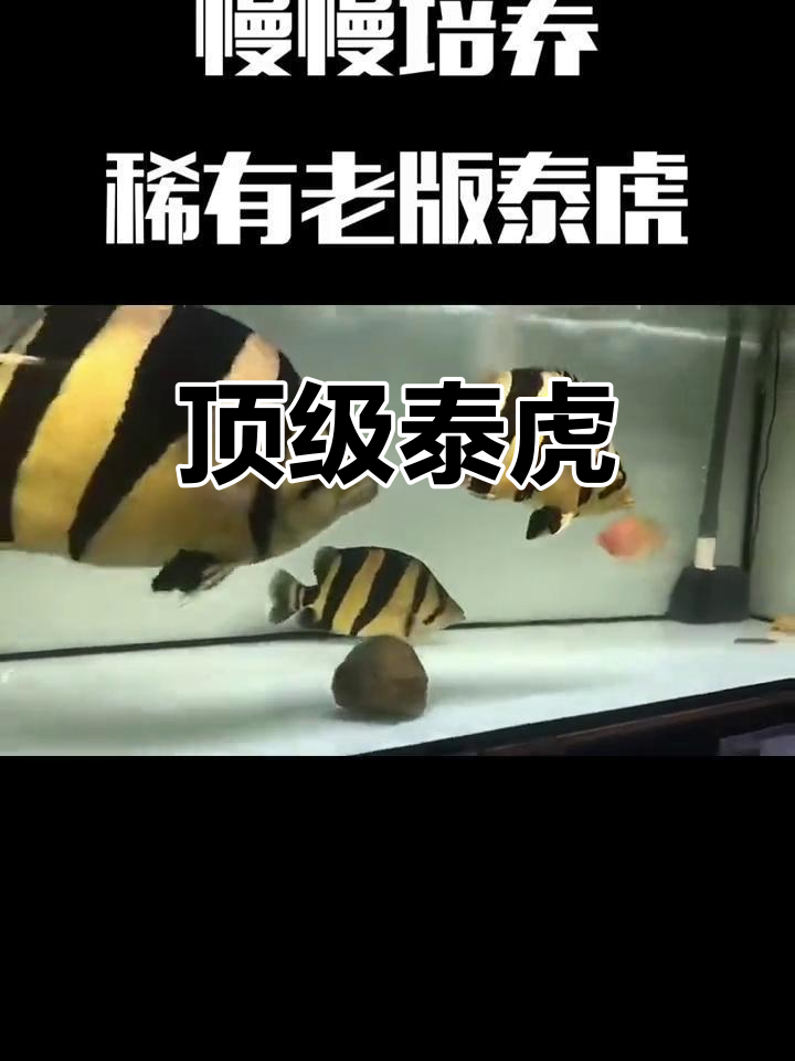 泰国虎鱼,灵性非凡,老版极品难分伯仲