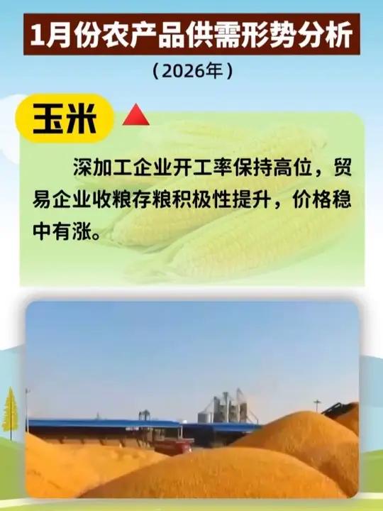 1月份玉米、大豆、牛肉、羊肉、鸡肉价格上涨