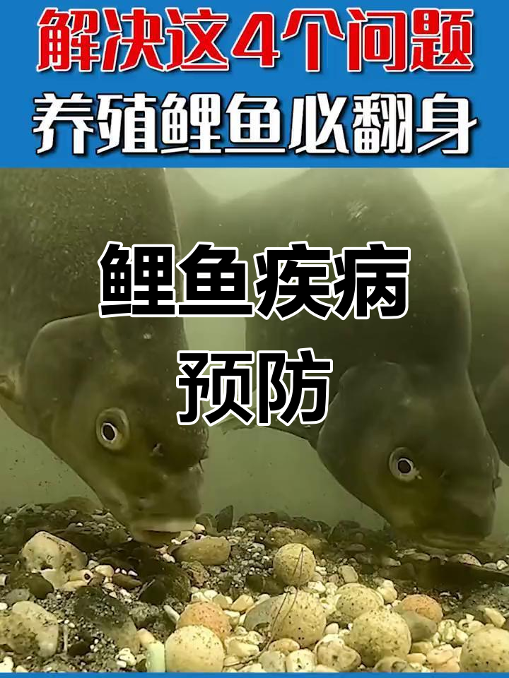 鲤鱼常见病及防治方法