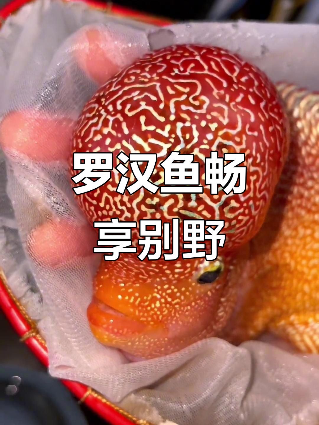 火凤凰罗汉鱼游普宁大佬别墅，生活无忧自在