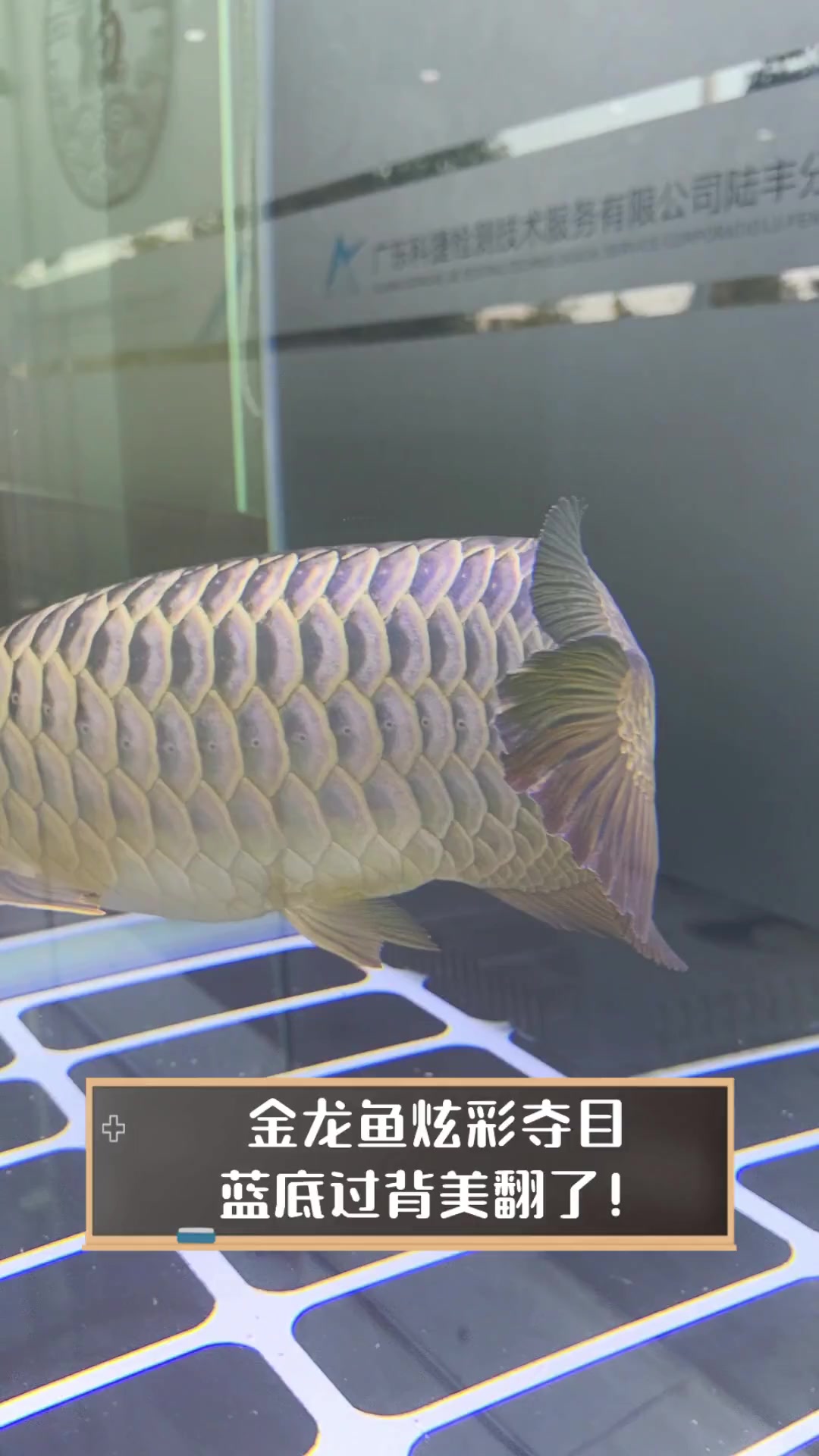 金龙鱼炫彩夺目,蓝底过背美翻了!