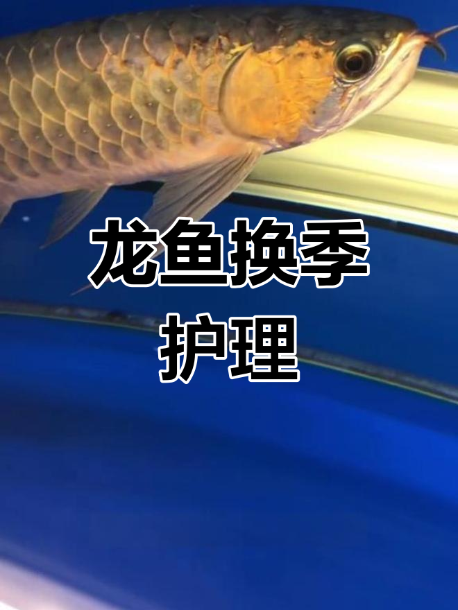 换季时龙鱼易生病,老三样方法可缓解水霉问题