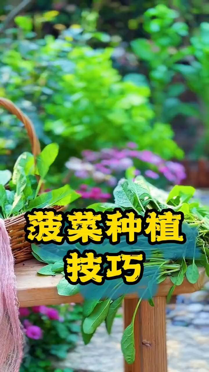 菠菜种植 蔬菜种子 三农
