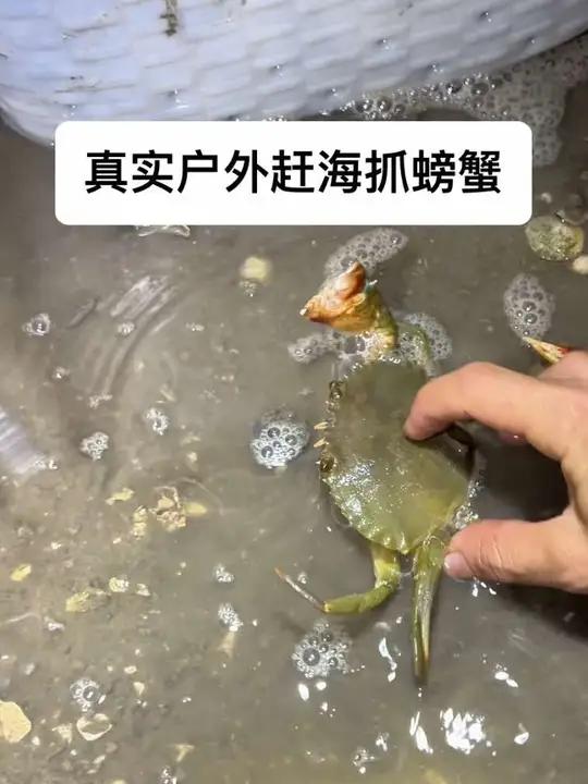 真实户外赶海抓青蟹,沉浸式抓螃蟹真的太快乐了!
