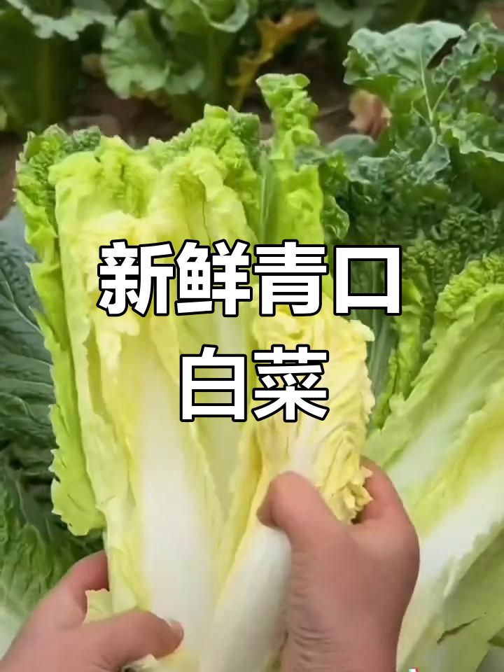 贵州青口白,煮炒皆宜,甜香可口