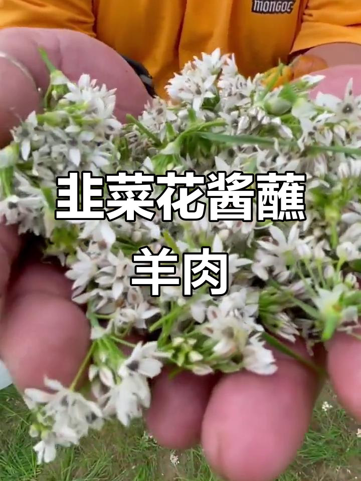 韭菜花酱配羊肉手把肉,味道绝了!草原美食大揭秘