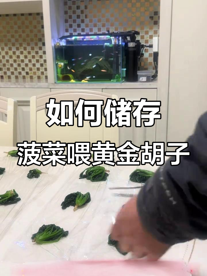 黄金胡子鱼爱吃菠菜,教你如何轻松保存喂食