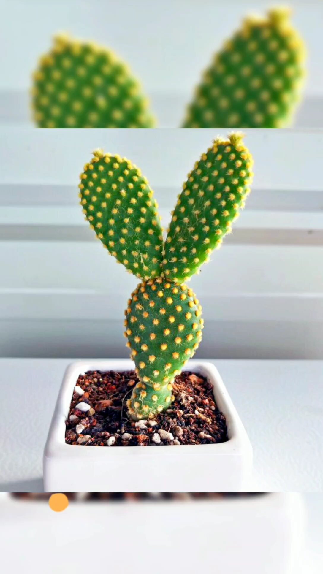 黄毛掌的养护知识～