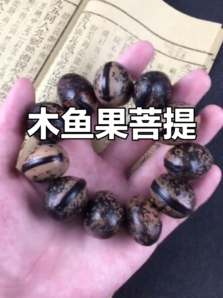 木鱼果菩提:独特形状与寓意