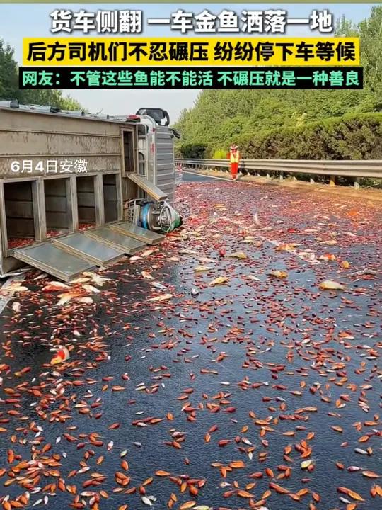 货车侧翻,一车金鱼洒落一地,后方司机们不忍碾压,纷纷停下车等候