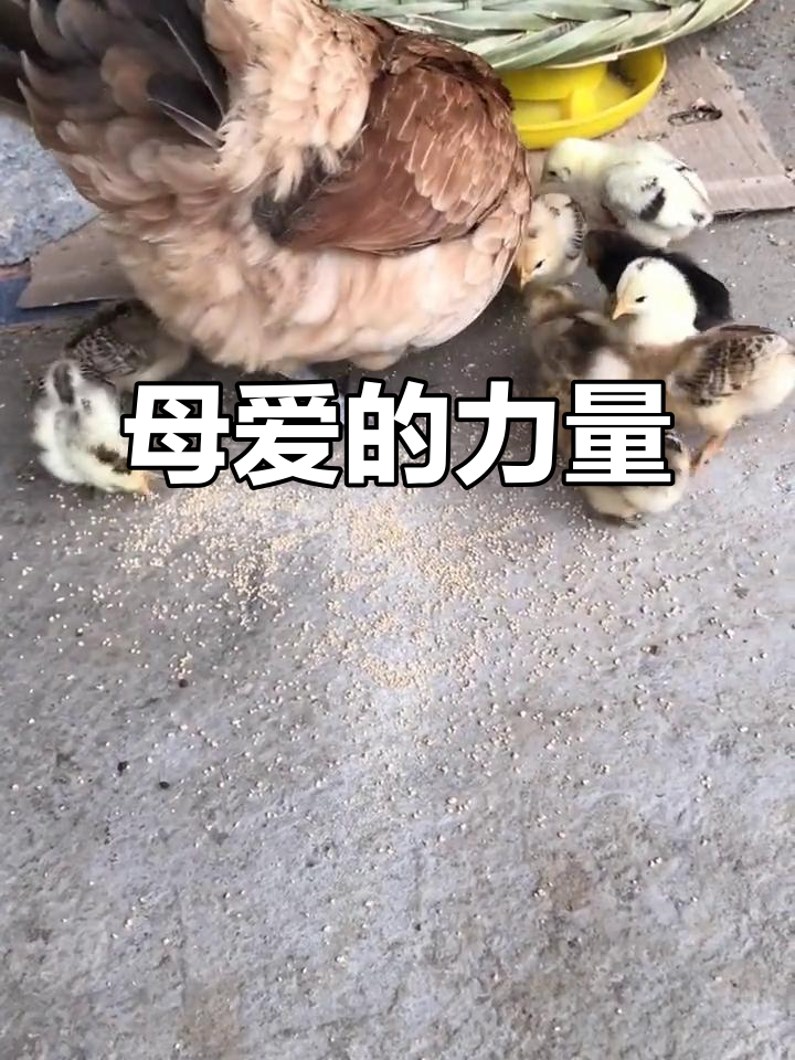 母爱如山,小鸡有难鸡妈妈拼死保护