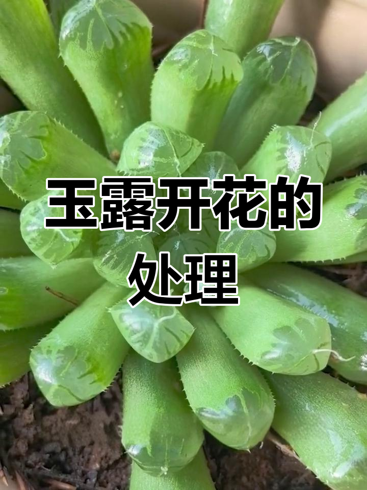 玉露开花该剪还是留?