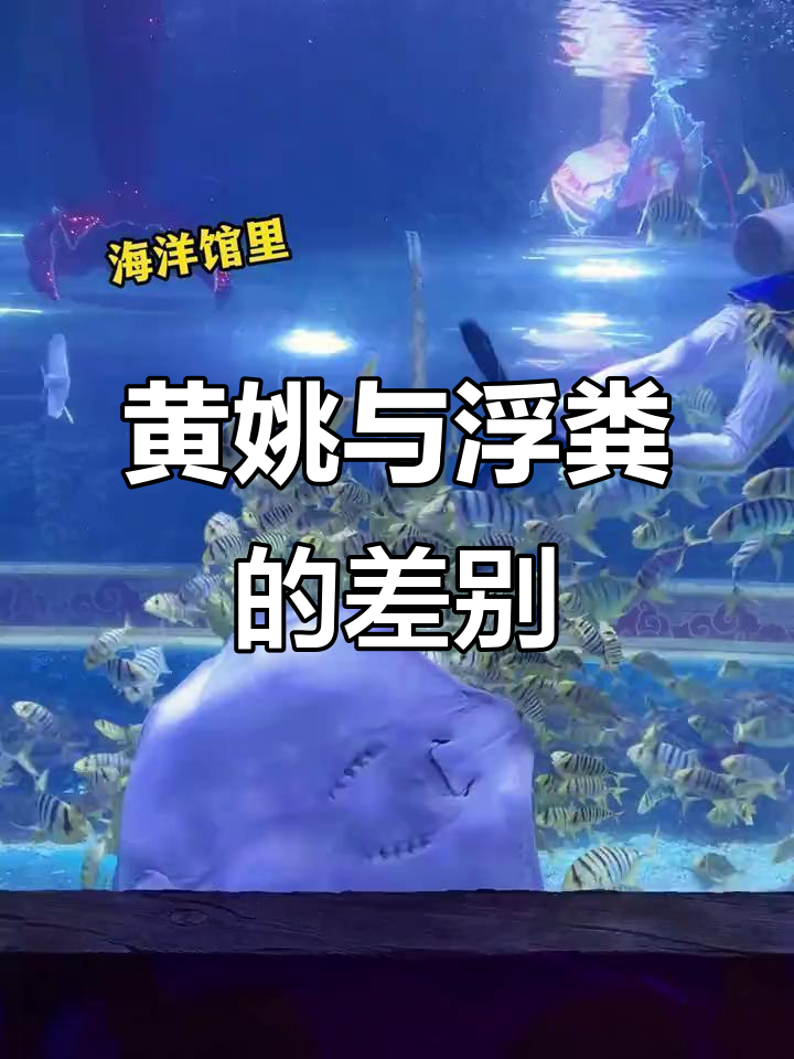 魔鬼鱼和黄姚的区别,你了解吗?