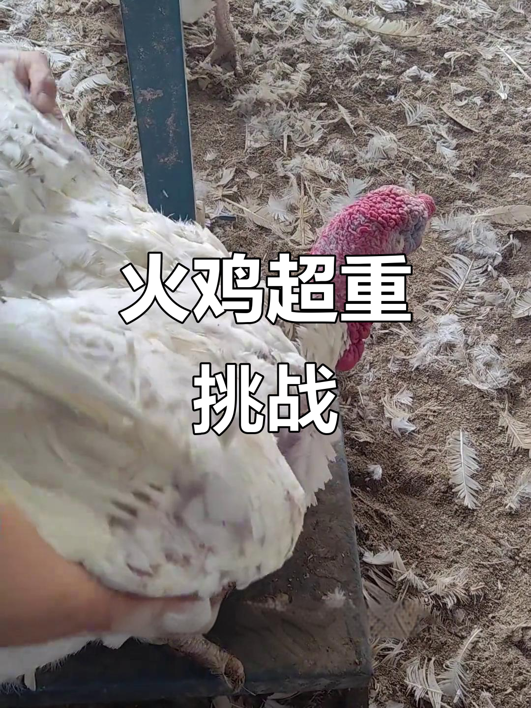 火鸡挑战50斤极限，公母双赢！
