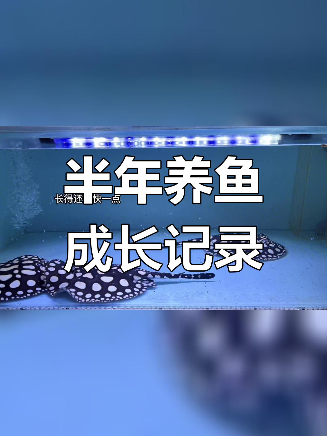 皇冠黑白魟鱼半年生长速度解析