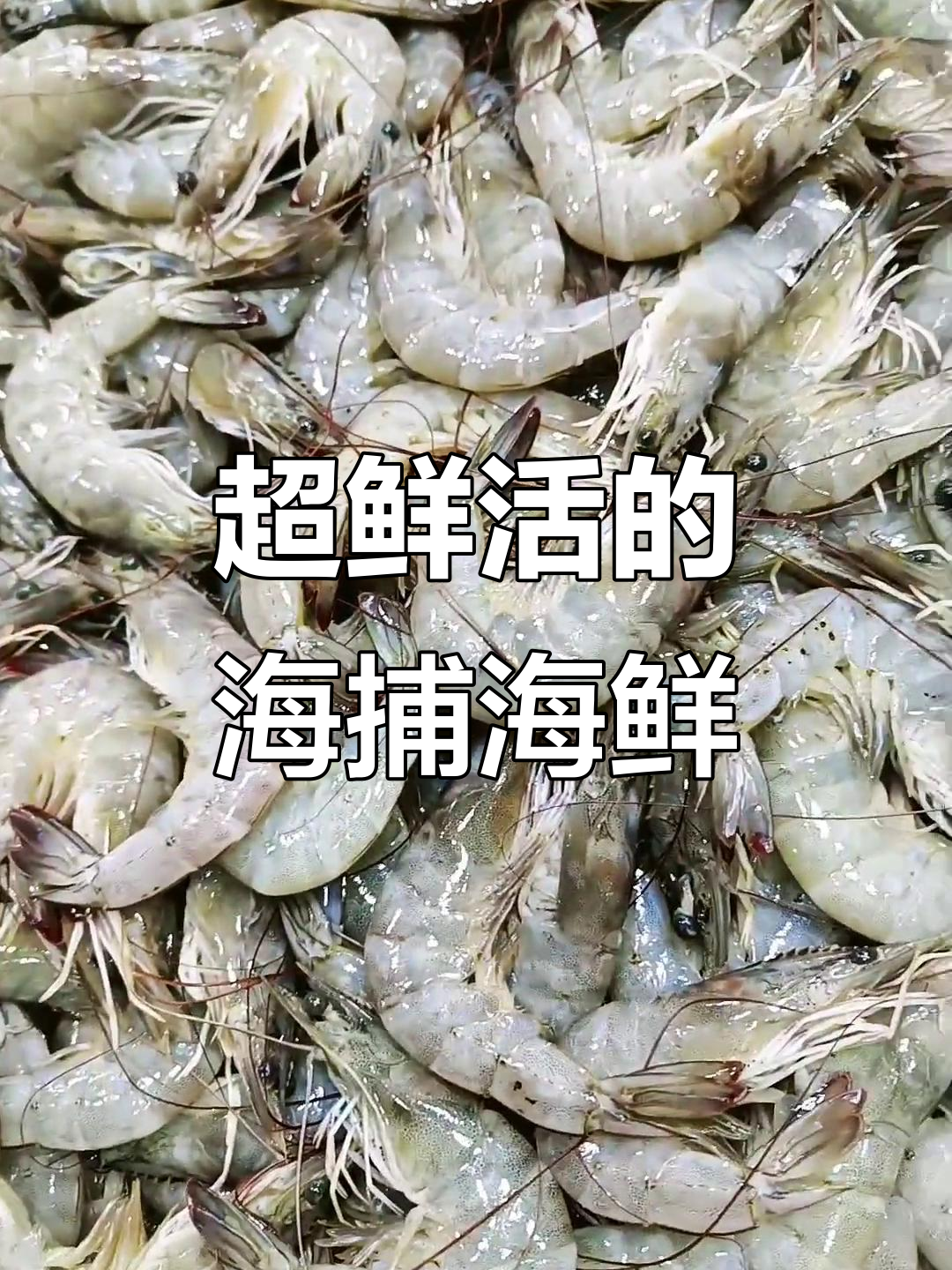 新鲜海鲜大放送!野生黄钳子、海鸭钳和鲜美白虾等你尝