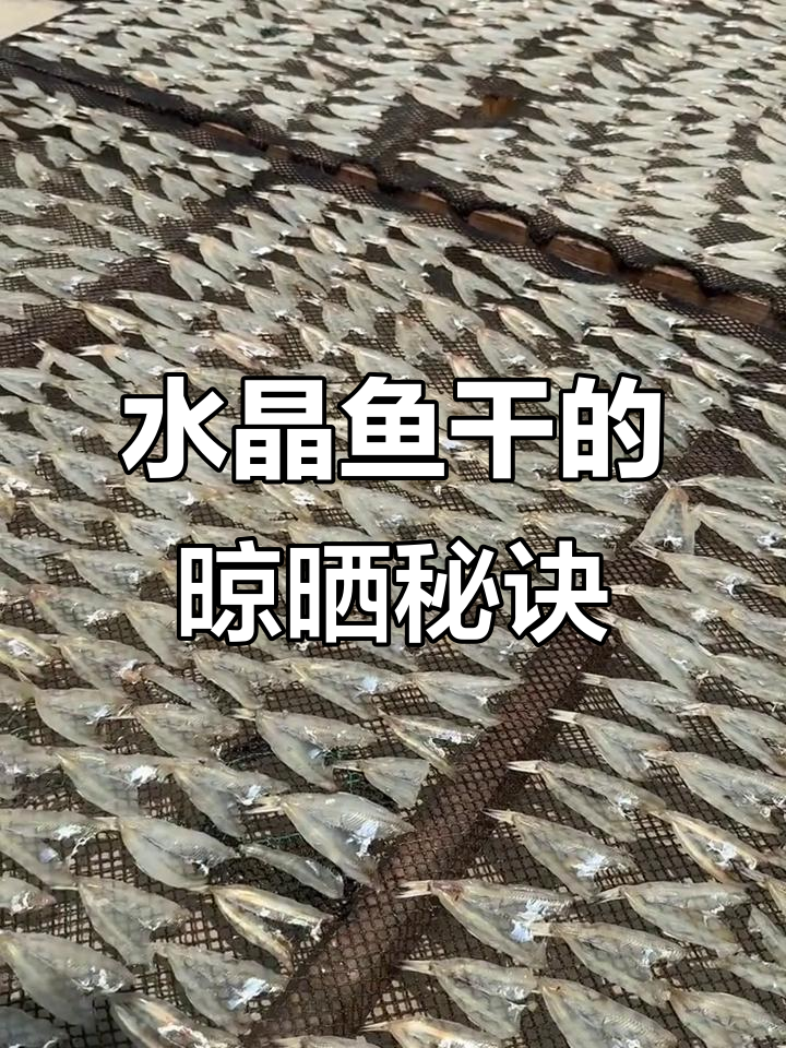 晒鱼干的地方大揭秘，水晶鱼的独特制作工艺