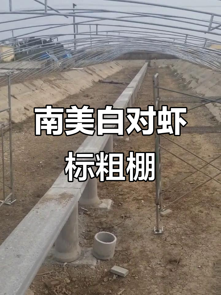 完美钢结构小棚,南美白对虾养殖新风潮