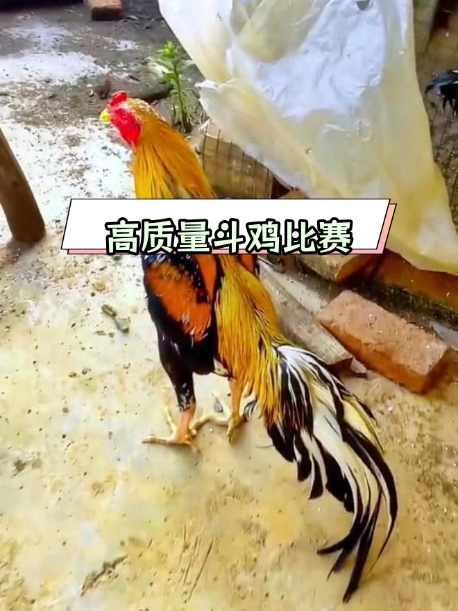 泰国金项白沙剑尾斗鸡精彩对决