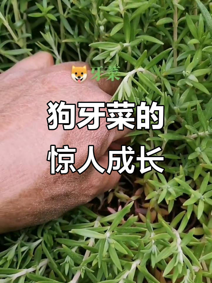 纯天然狗牙菜,嫩得让人惊艳!