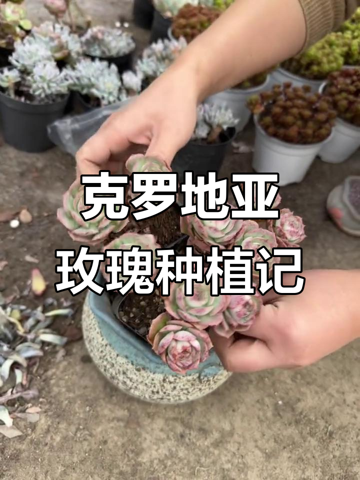 栽种克罗地亚玫瑰,美丽惊艳!