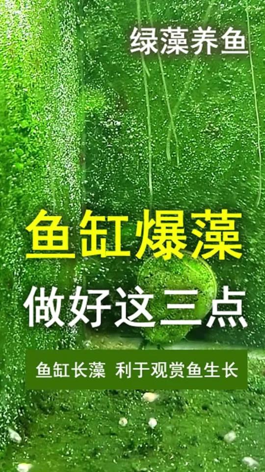 鱼缸爆藻做好这三点,绿藻有利于鱼生长发色