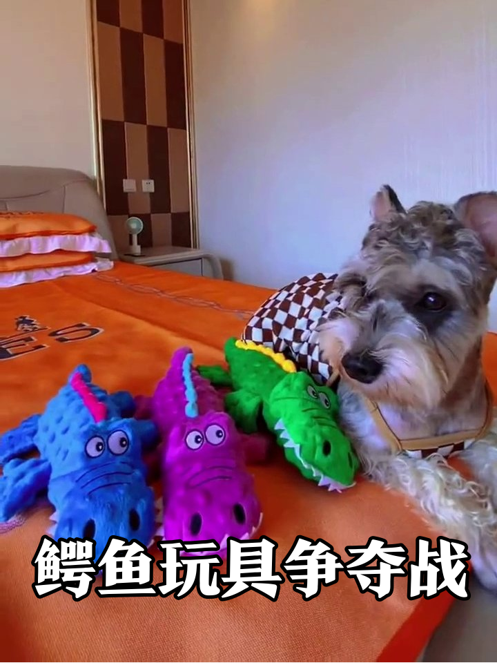 小狗沉迷鳄鱼玩具无法自拔，最后直接躺平霸占整堆！